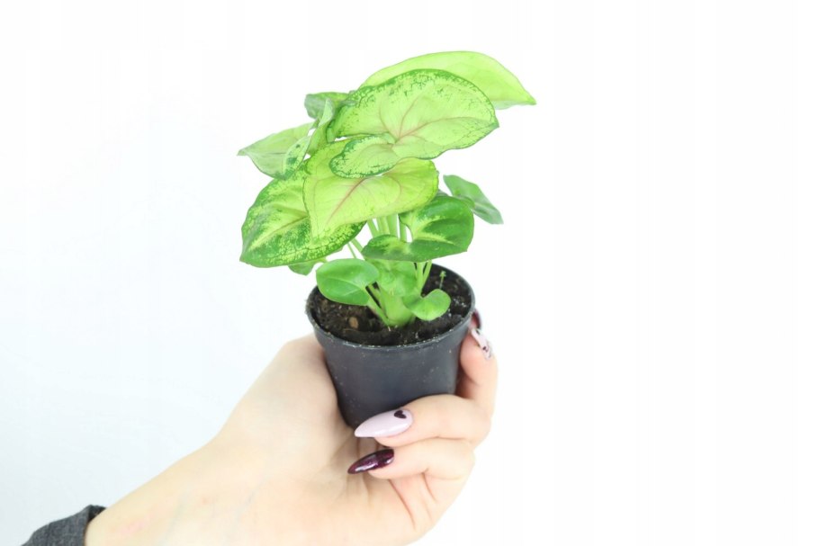 Сингониум Pink allusion 6cm