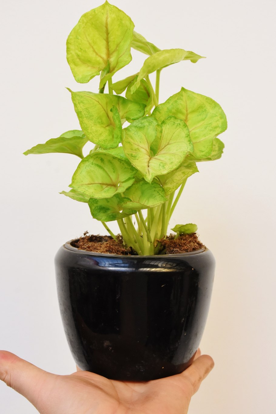 Сингониум манго алюжн