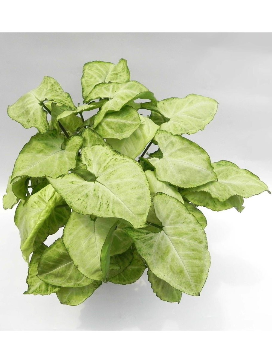 Сингониум Сноу Вайт