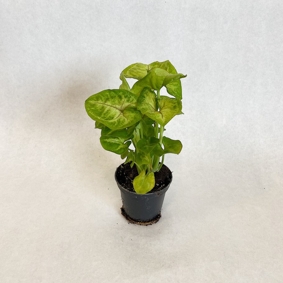 Сингониум Сильвер Перл