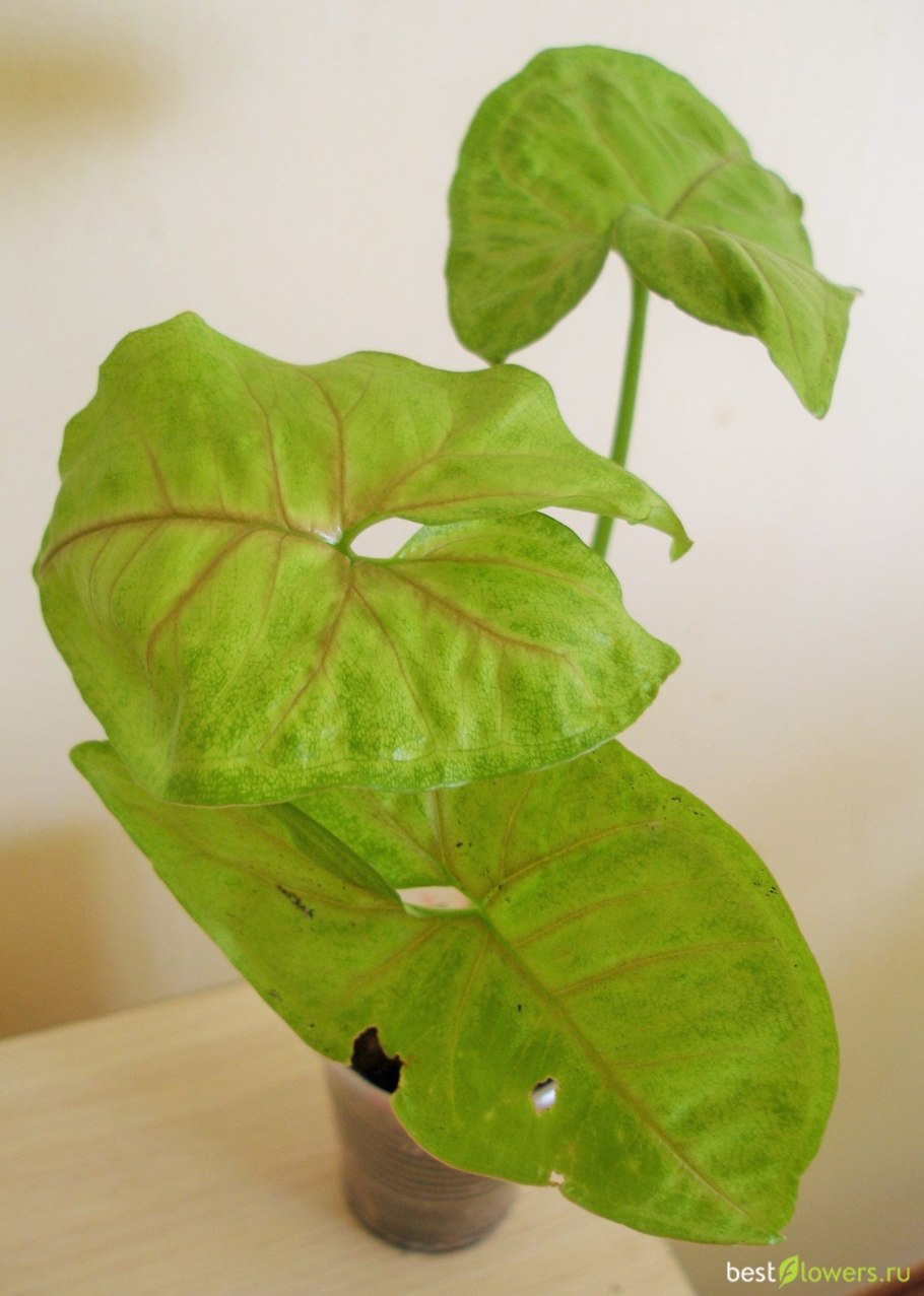 Сингониум Лиана