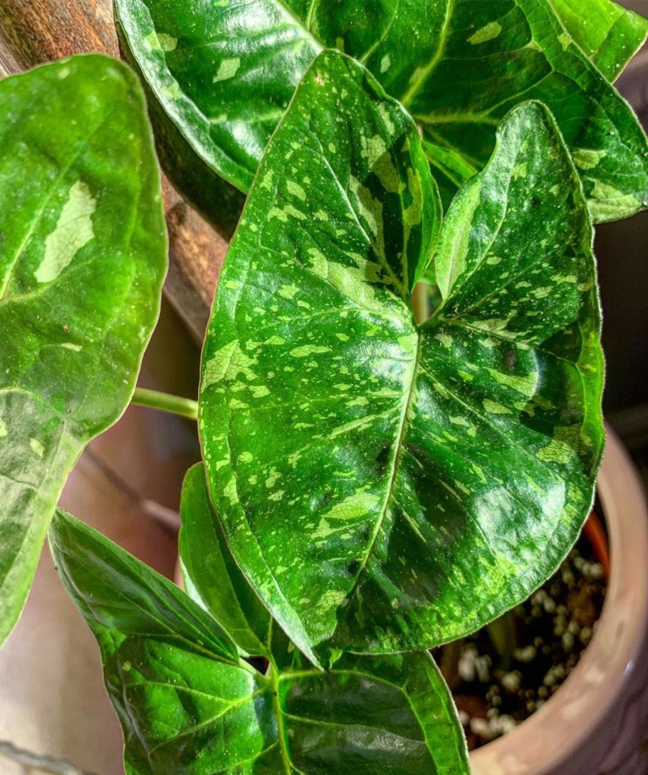 Сингониум «Bob allusion»