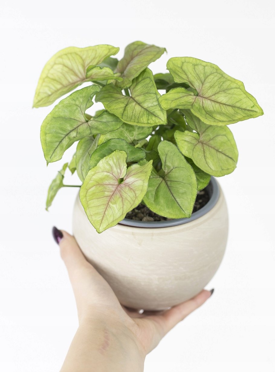 Саншайн спекл сингониум