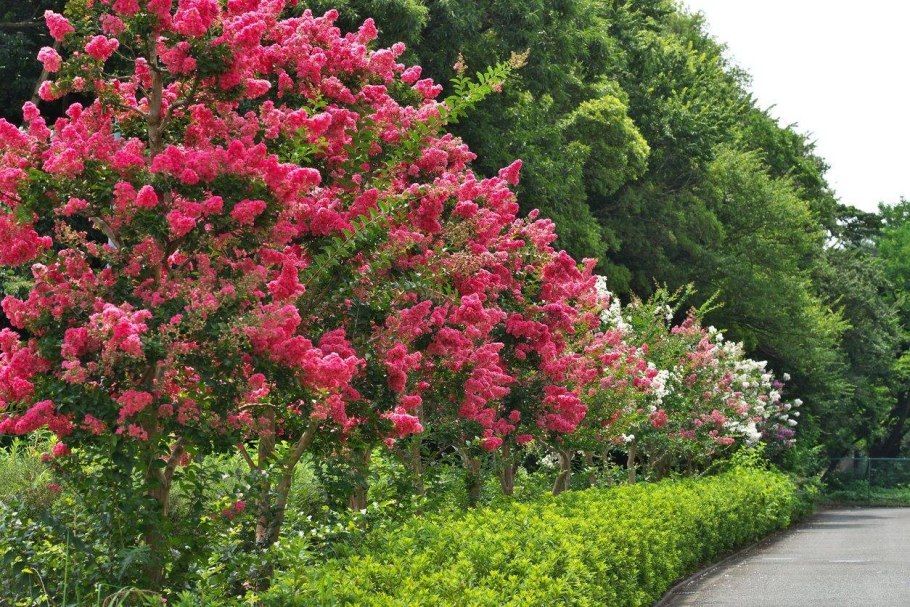 Crape Myrtle растение