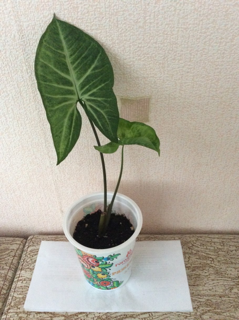 Сингониум Грея