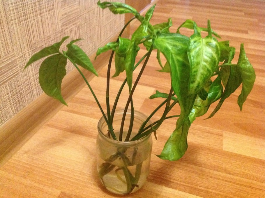 Сингониум побеги