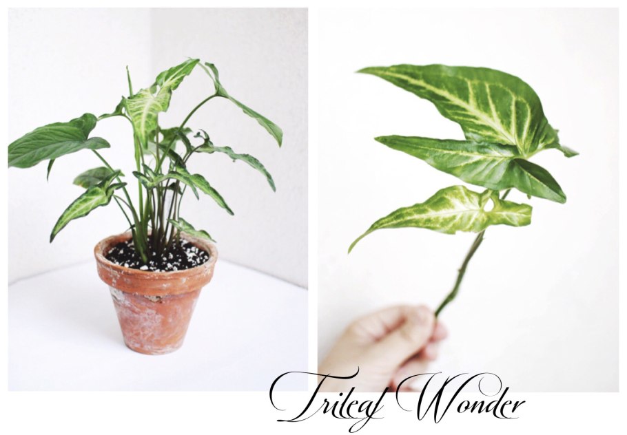 Сингониум корневая