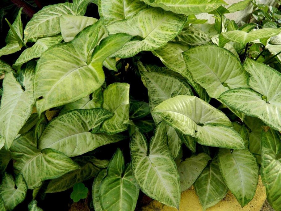 Сингониум Syngonium podophyllum