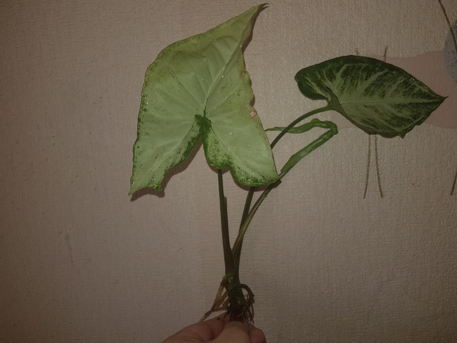 Сингониум Баттерфляй корни