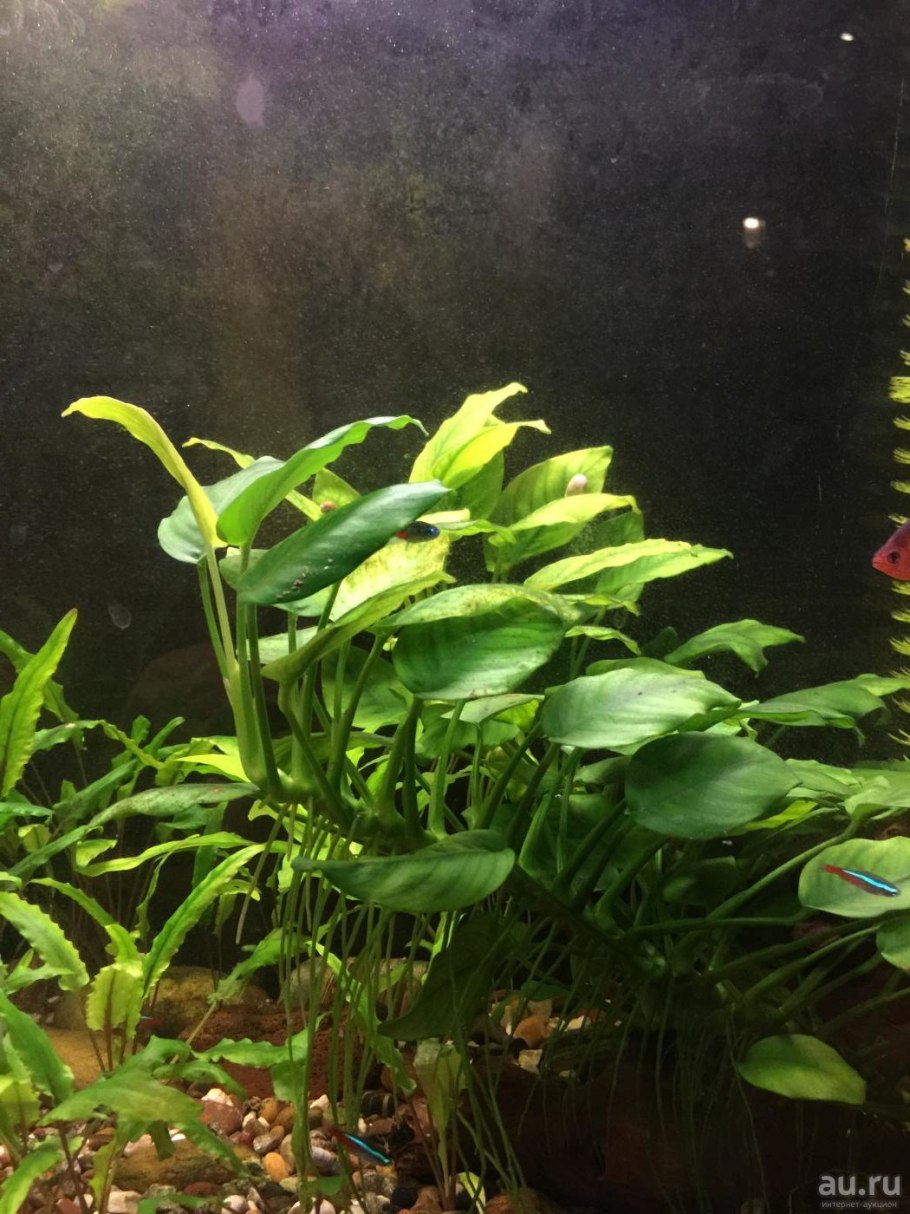 Анубиас узколистный