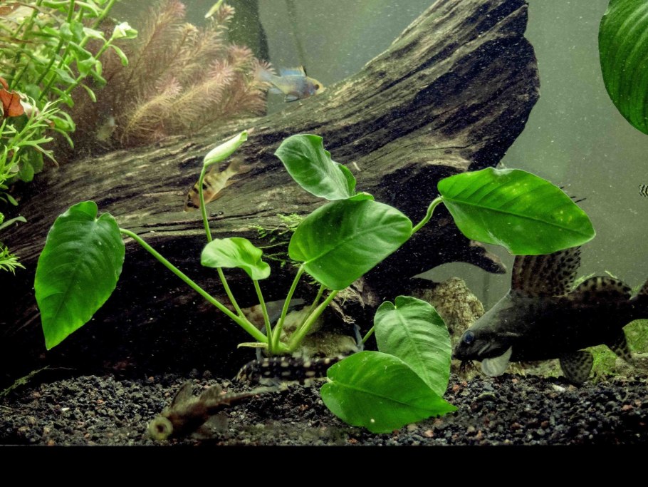 Анубиас бартера в аквариуме