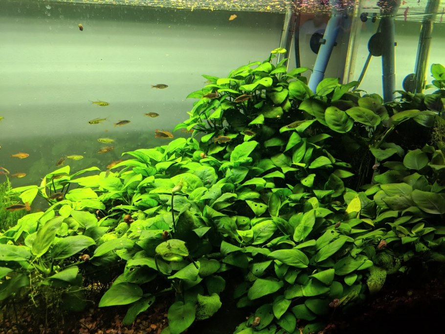 Анубиас Нана