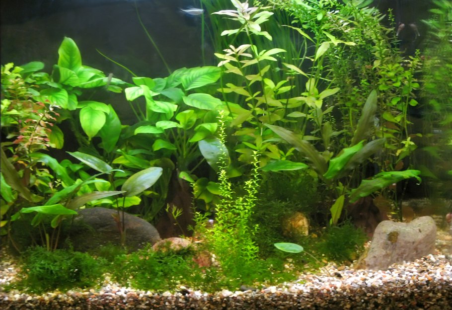 Анубиас кофелистный