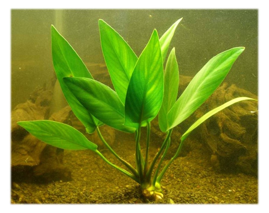 Анубиас разнолистный (Anubias heterophylla)