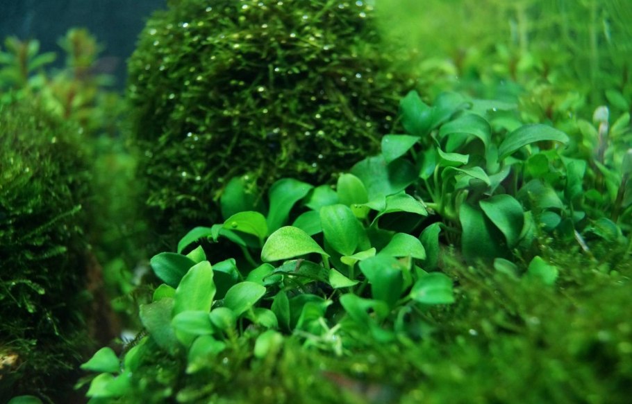 Растение анубиас в аквариуме