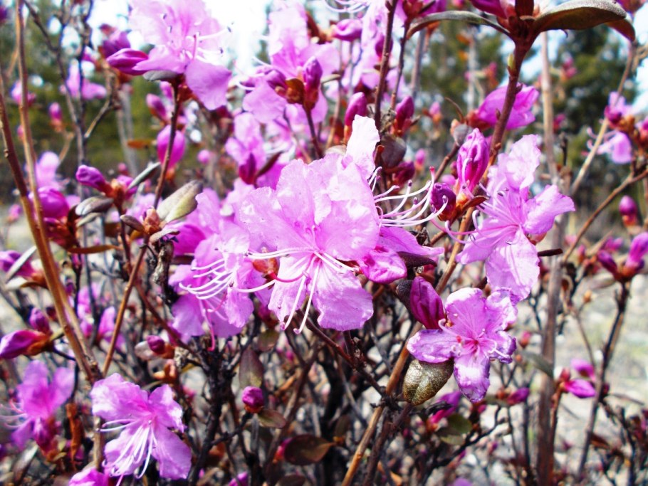 Rhododendron tomentosum
