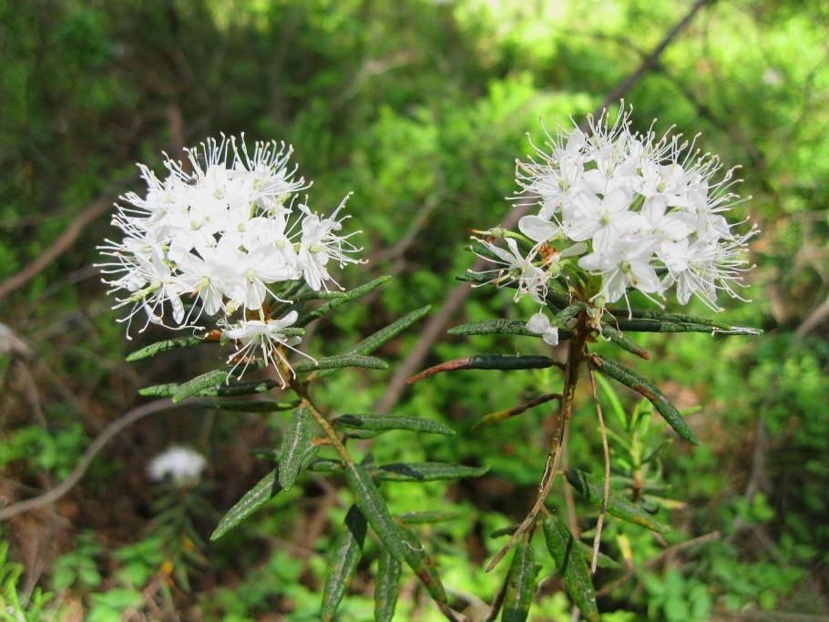 Багульник стелющийся