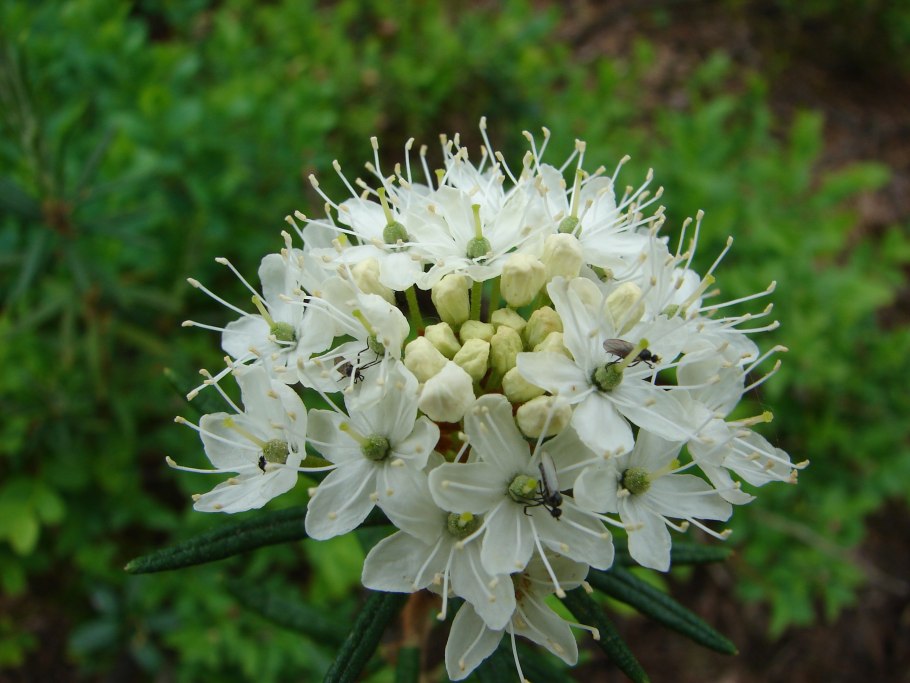 Титовская сопка багульник