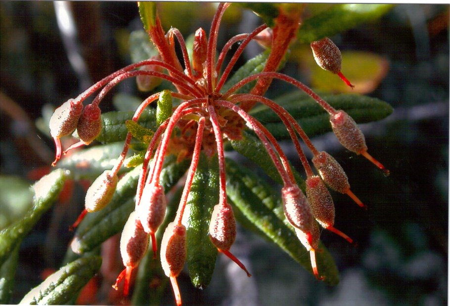 Багульник в Пикалево