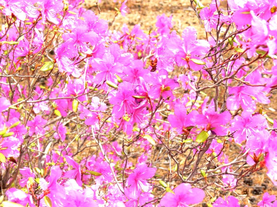 Багульник рассада