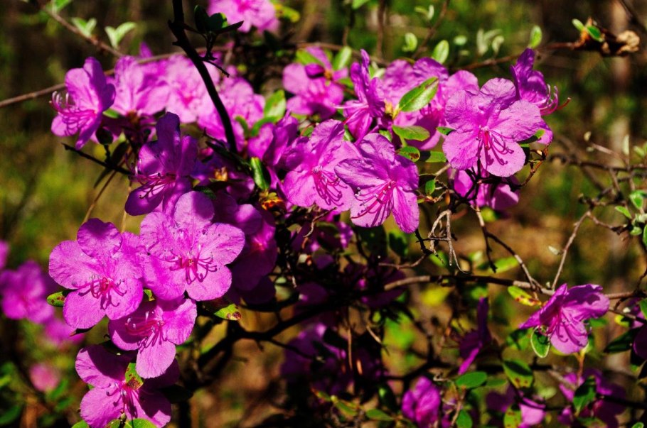 Рододендрон Ледебура маральник