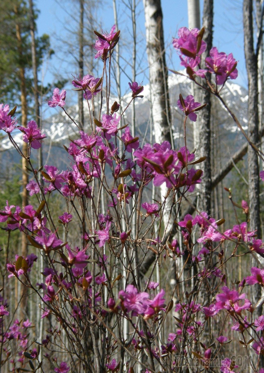 Рододендрон Даурский мульчирование