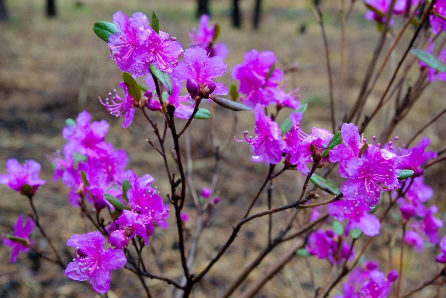 Багульник крупнолистный
