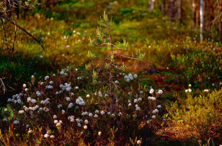 Ледум Палустре