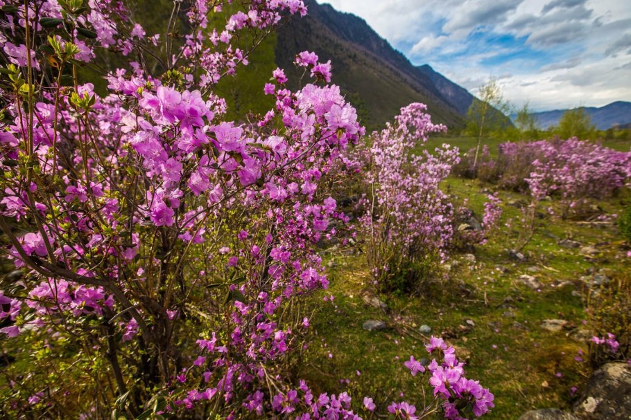 Рододендрон Даурский Дальневосточный