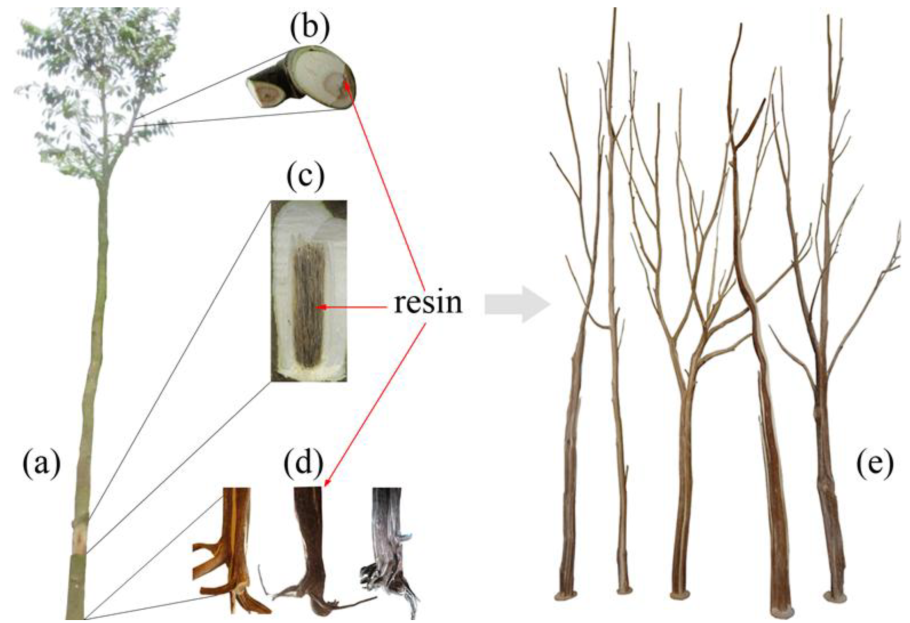 Haloxylon salicornicum