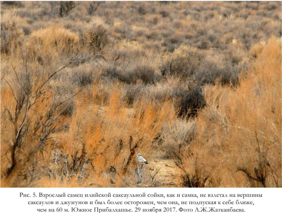 Джузгун растение пустыни