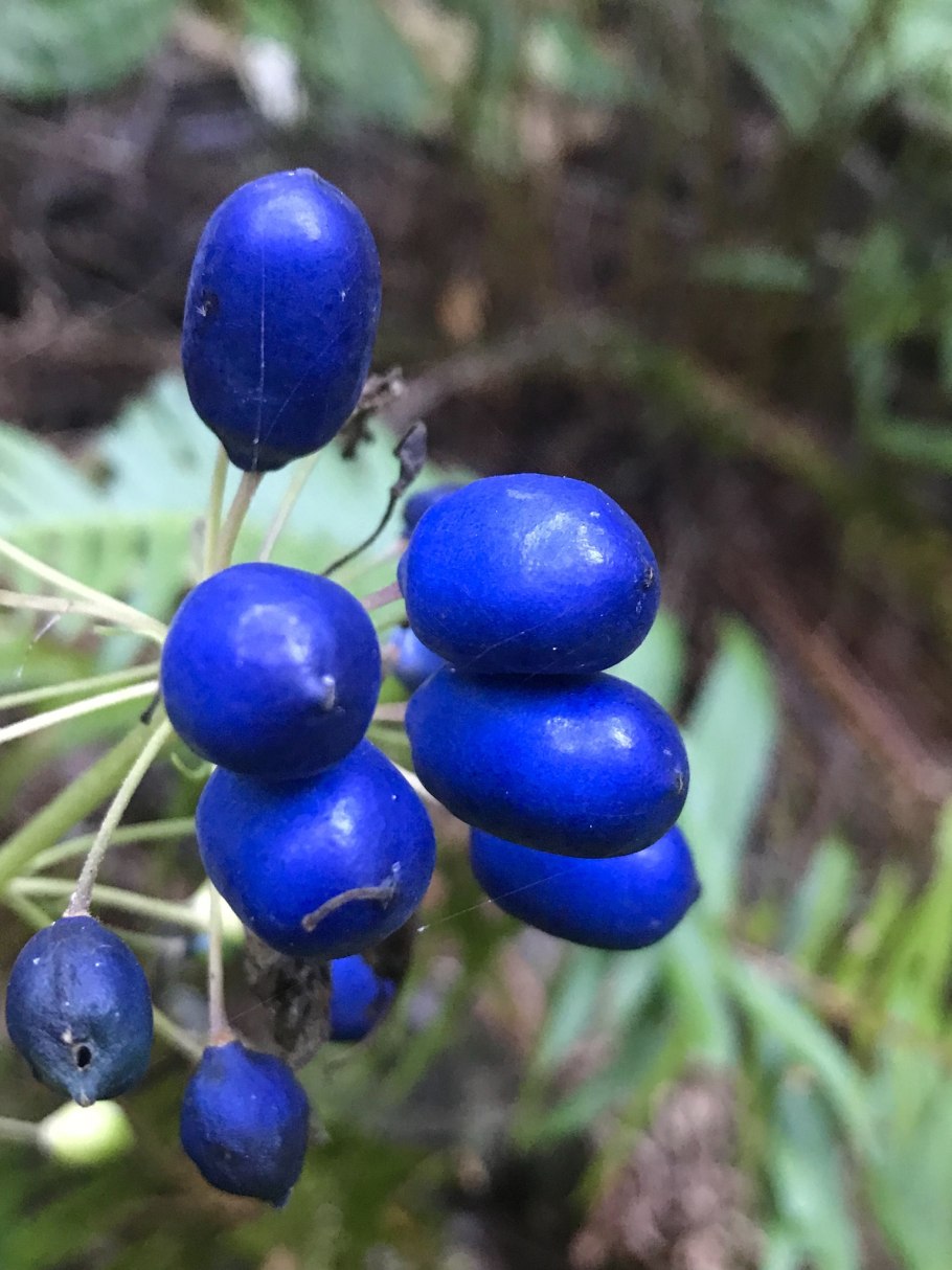 Растение Клинтония Удская