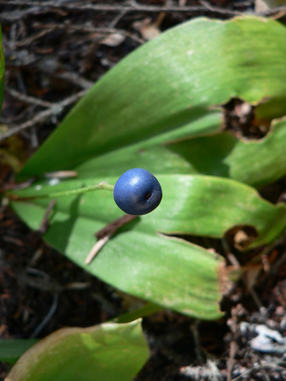 Clintonia Borealis