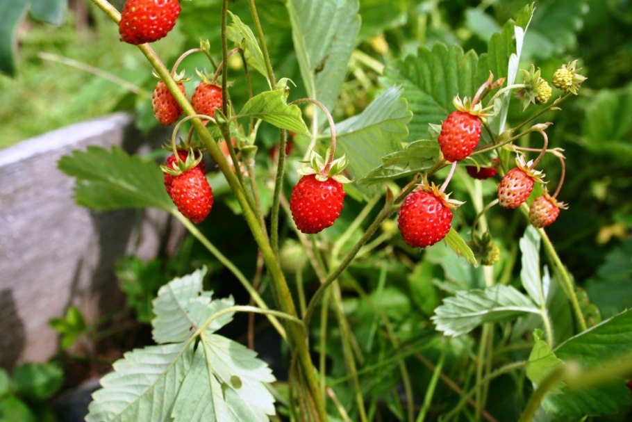 Йошта гибрид крыжовника