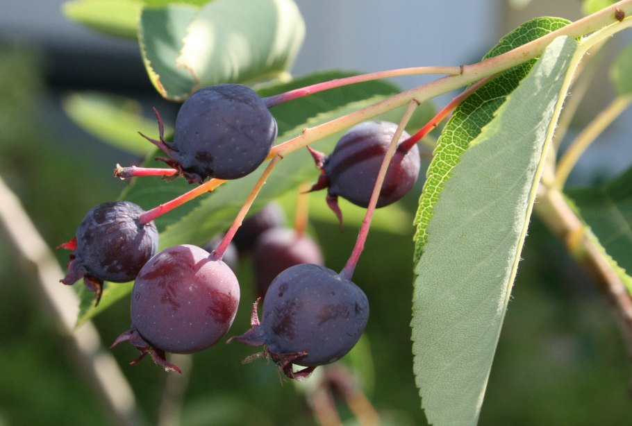 Бересклет ягоды