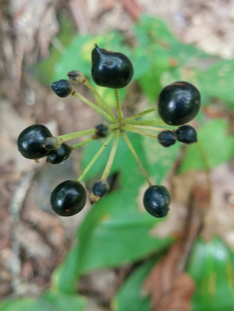 Цветы с синими ягодами