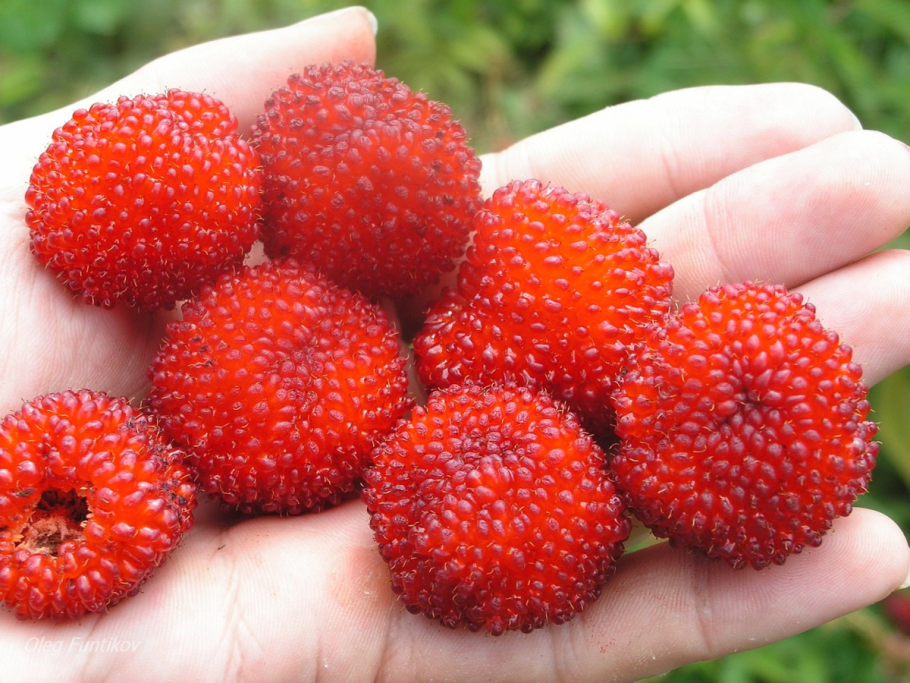 Толокнянка обыкновенная Arctostaphylos UVA ursi