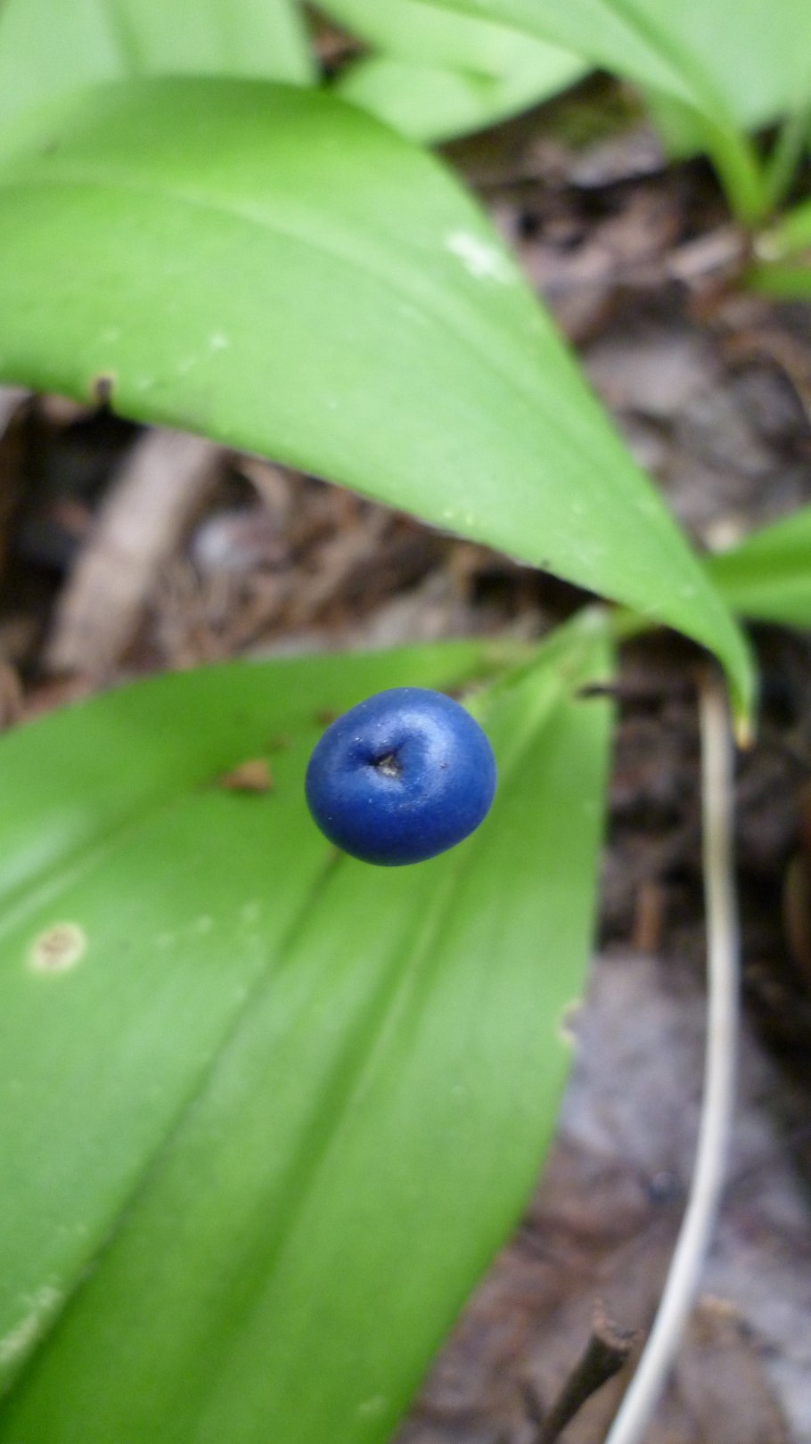 Арктоус Альпийский