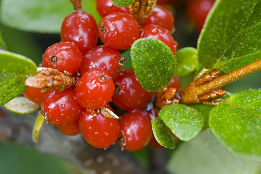 Жимолость съедобная Волхова