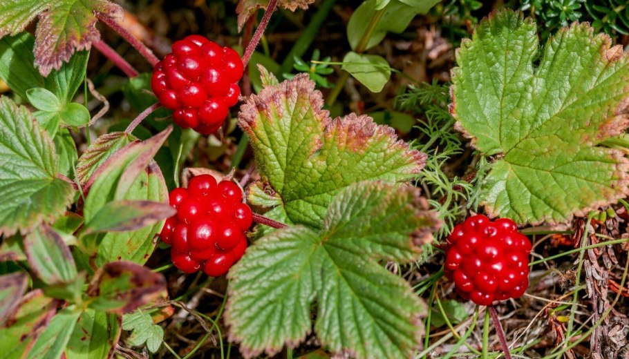 Княженика Беата