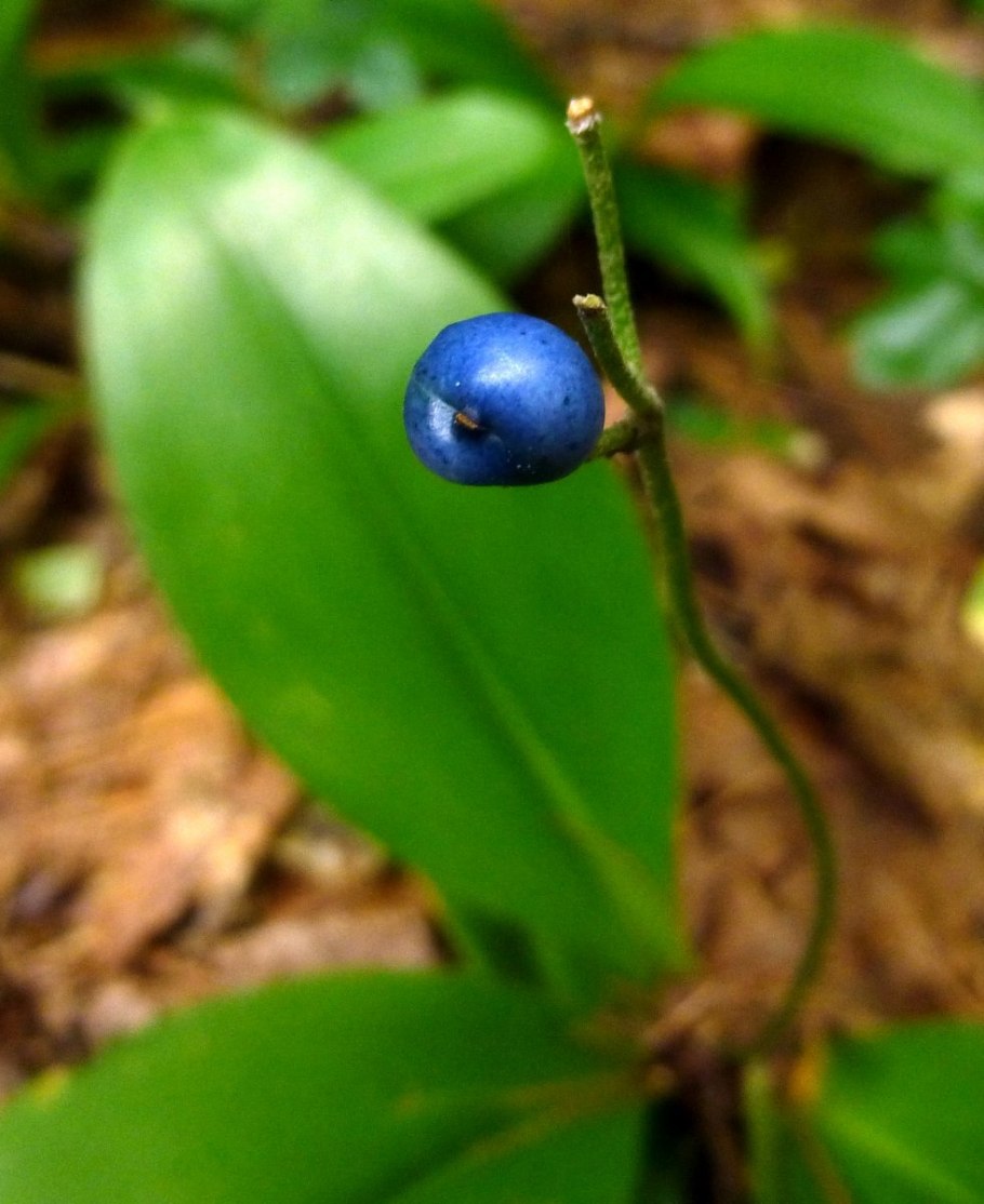 Clintonia Udensis