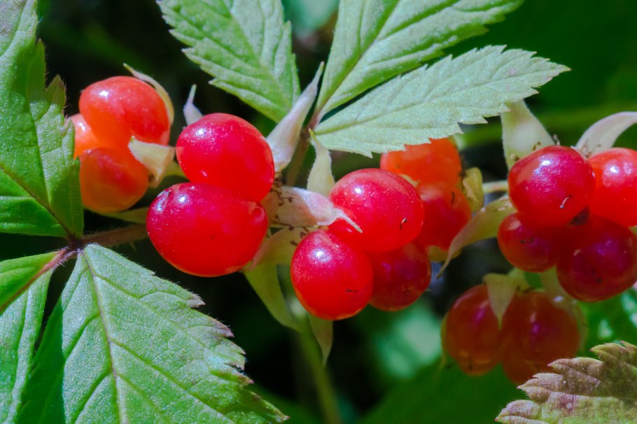 Жимолость пташка