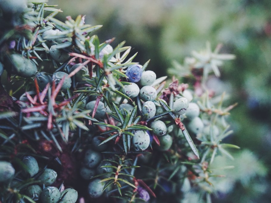 Красная облепиха шефердия