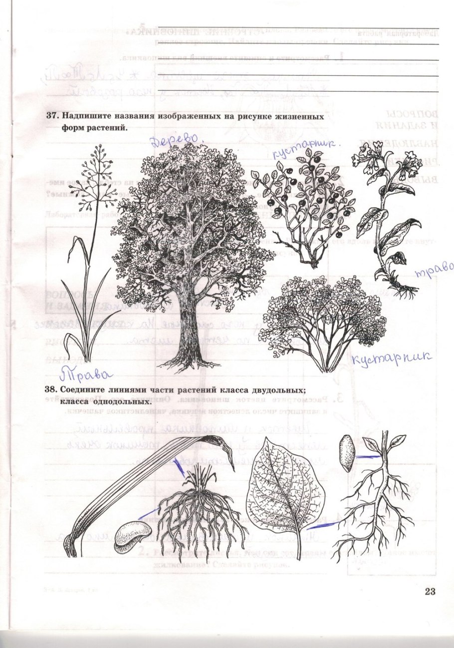 Parts of a Plant Worksheet