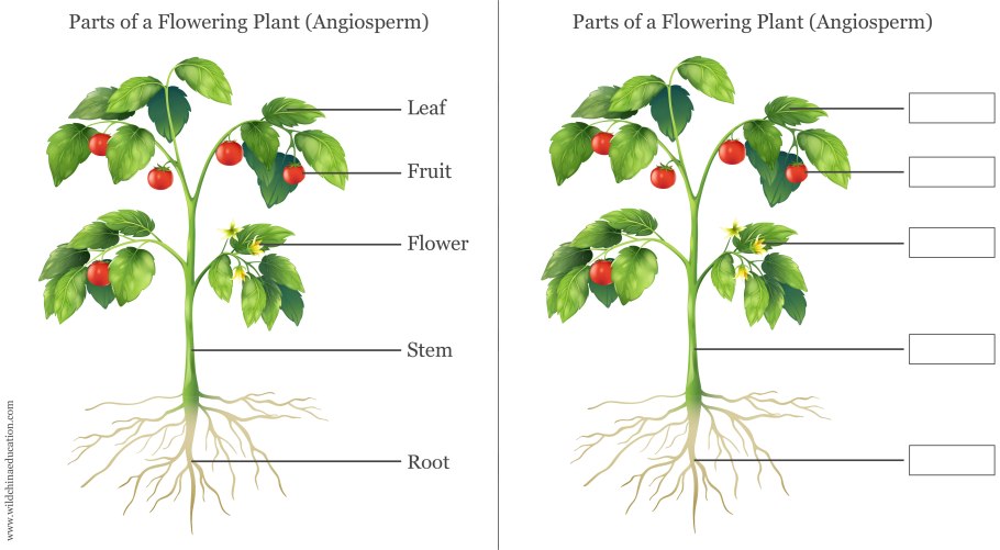 Строение растений для дошкольников