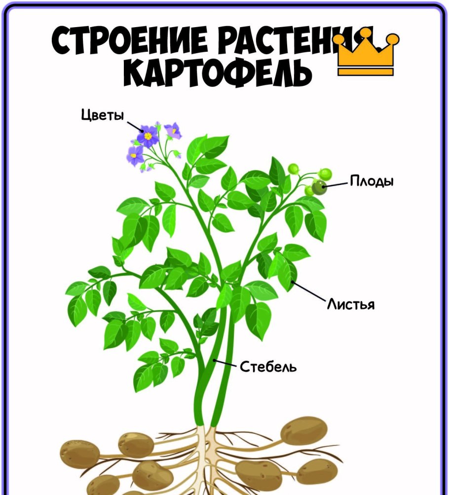 Строение цветка для дошкольников