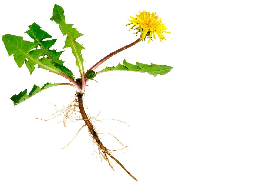 Части цветка фасоли