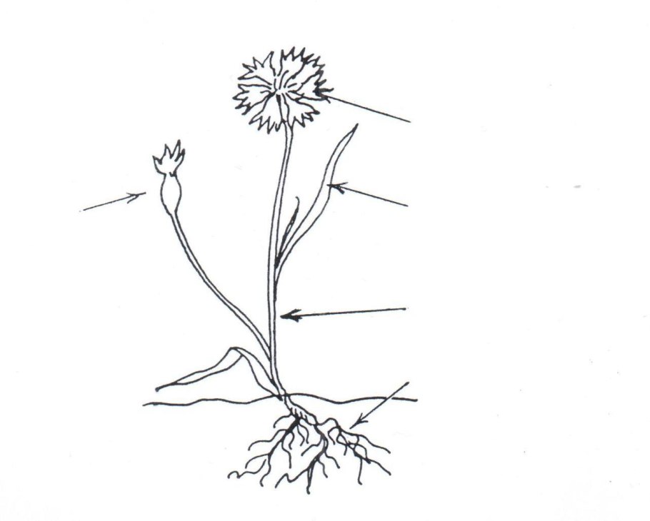 Одуванчик части растения