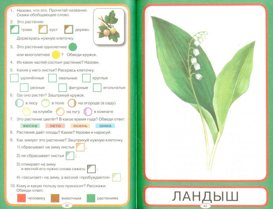 Лесные фиалки