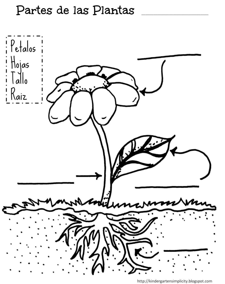 Plant Morphology